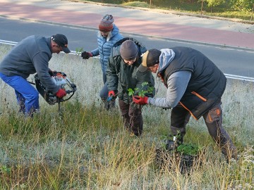 sadzenie zawil. wielk. 10.25. 8, 
